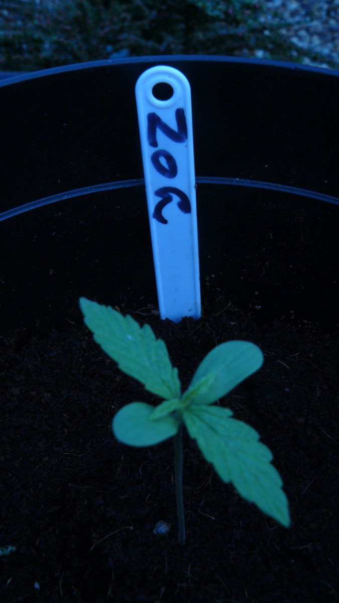 drobes 16 05 22 autos 005