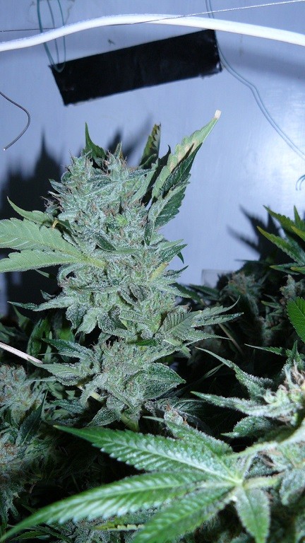 drobes 16 05 22 autos 016