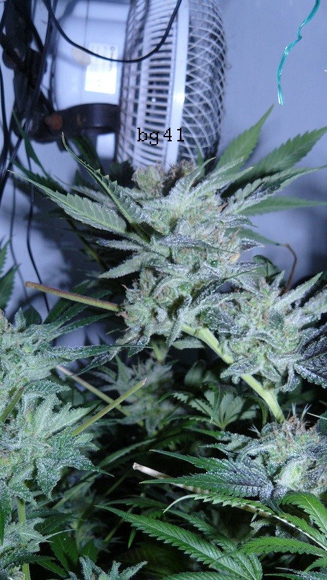 drobes 16 05 22 autos 019