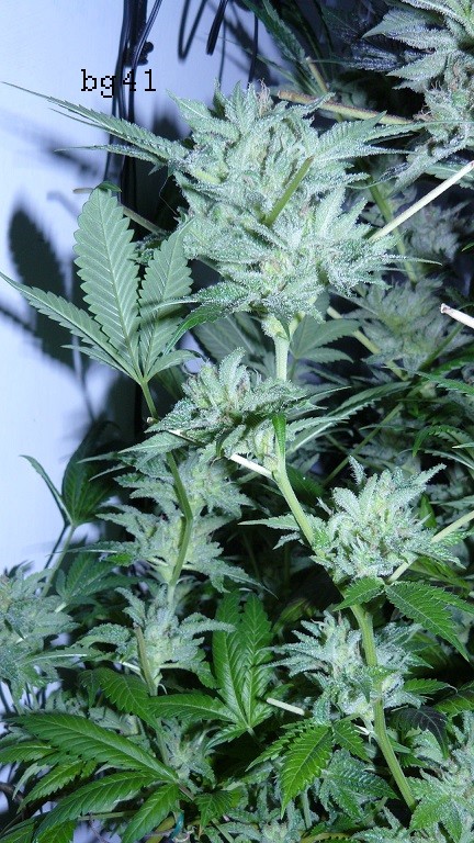 drobes 16 05 22 autos 020