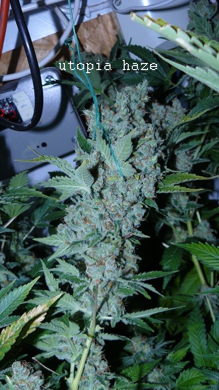 drobes 16 05 22 autos 021