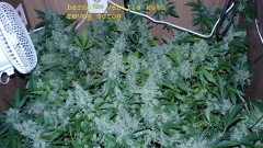 drobes 16 05 22 autos 026