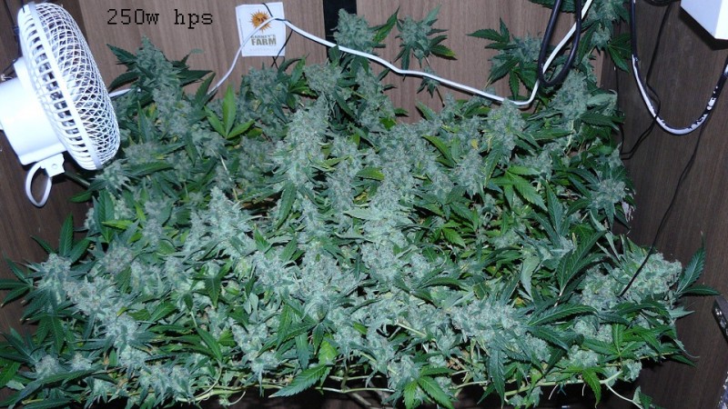 drobes 16 05 22 autos 029