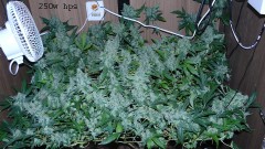 drobes 16 05 22 autos 029