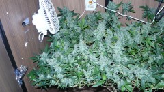 drobes 16 05 22 autos 030