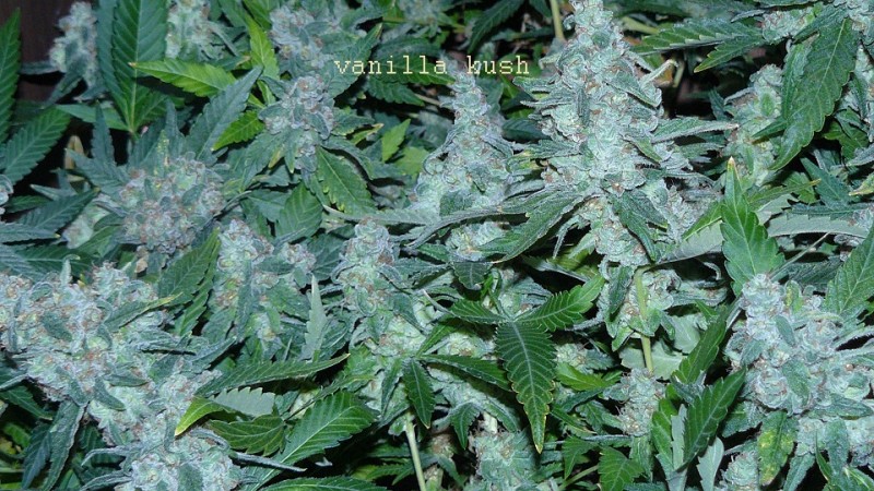 drobes 16 05 22 autos 032