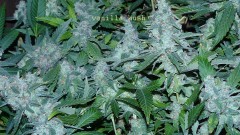 drobes 16 05 22 autos 032