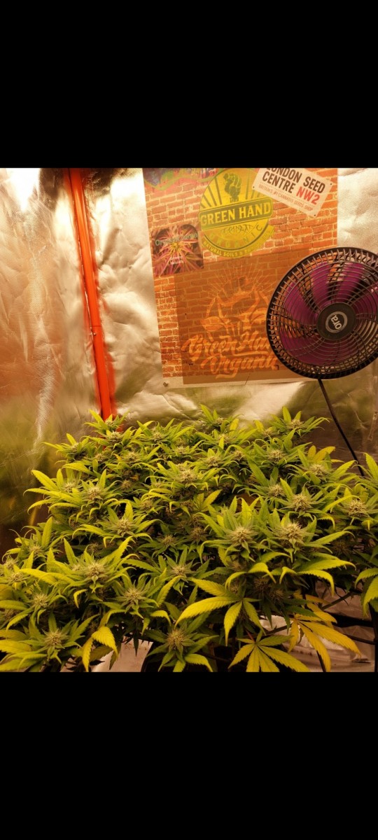 Screenshot_20220516-215432_Gallery