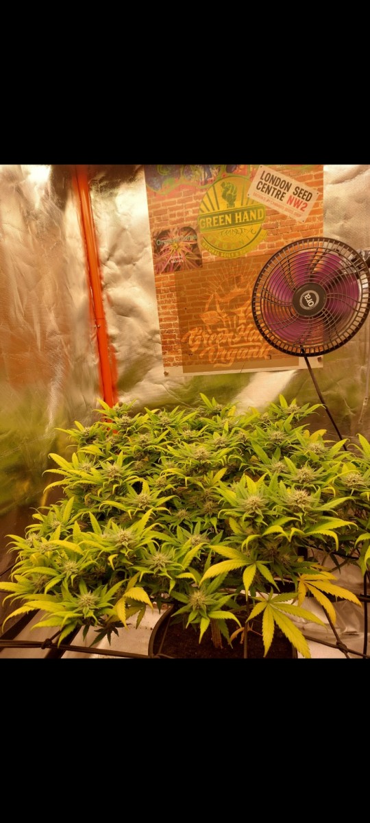 Screenshot_20220517-081238_Gallery