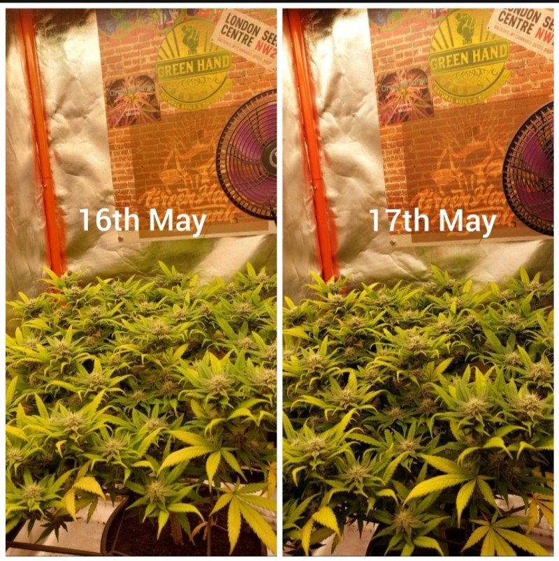 Screenshot_20220517-083215_Polish