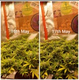 Screenshot_20220517-083215_Polish