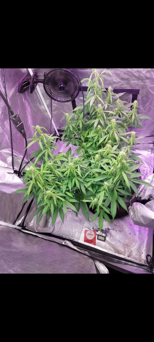 Screenshot_20220519-180633_Gallery