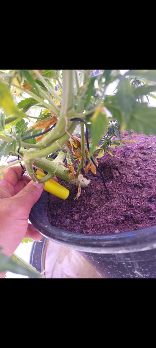 Screenshot_20220519-181239_Gallery