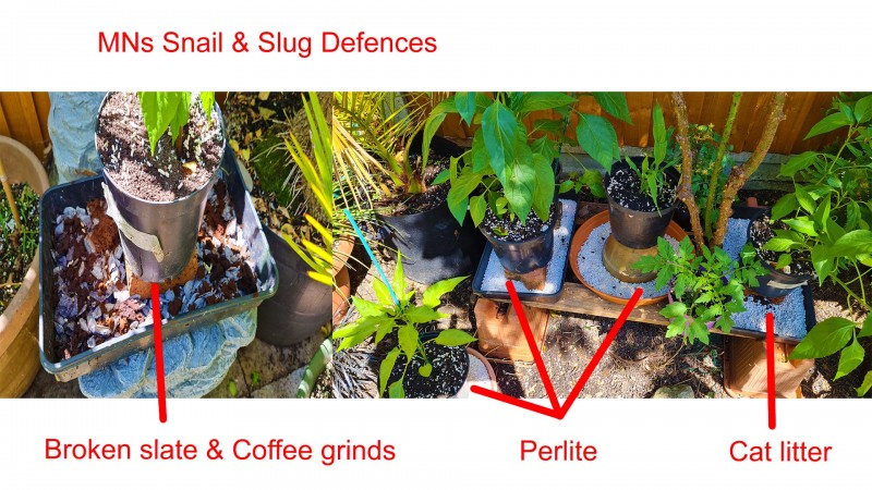 mn slug and snail def