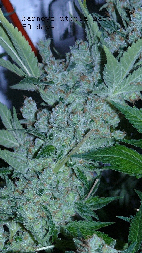 drobes autos etc 21 05 22 005