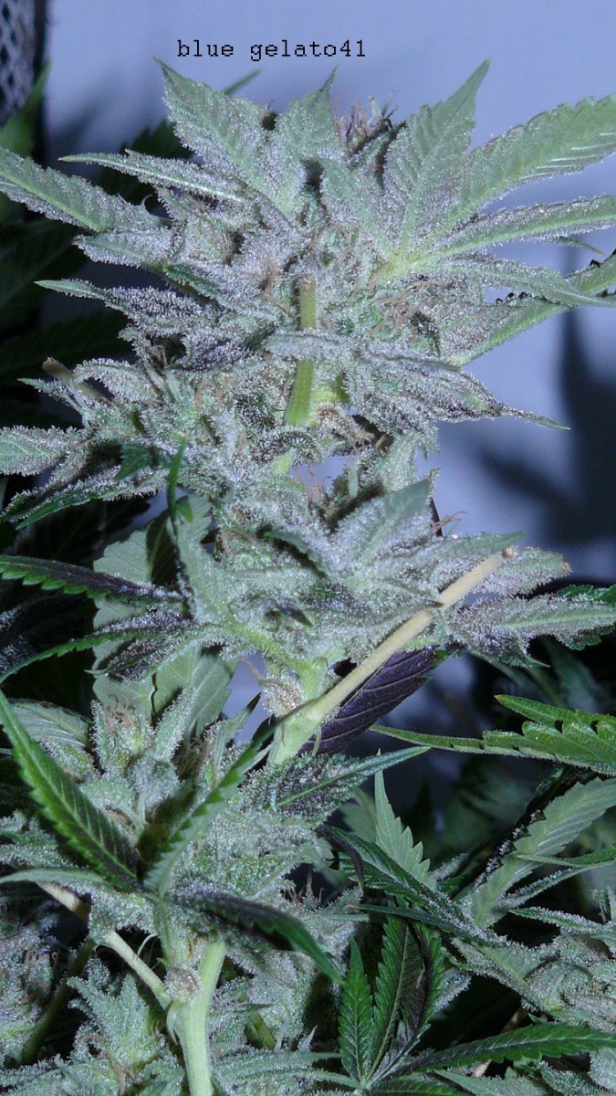 drobes autos etc 21 05 22 010