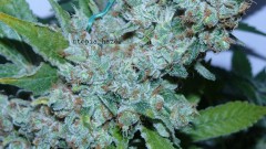 drobes autos etc 21 05 22 017