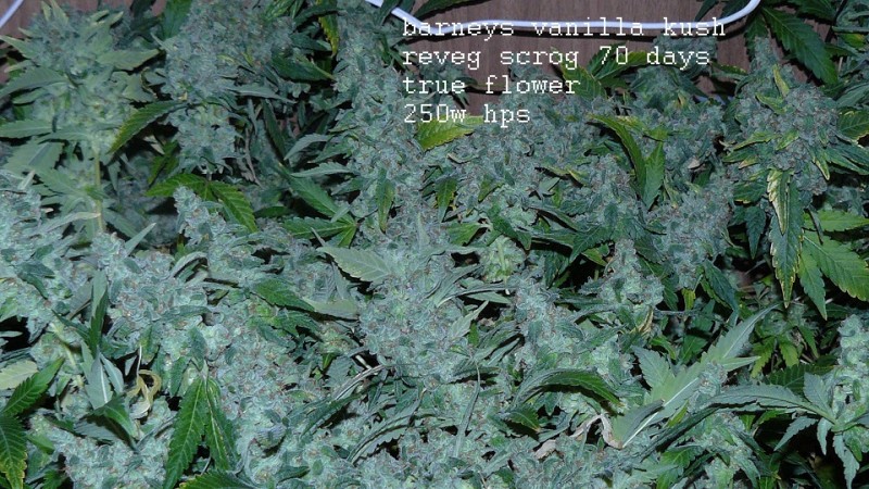 drobes autos etc 21 05 22 029