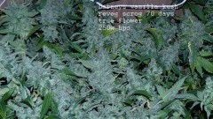 drobes autos etc 21 05 22 029