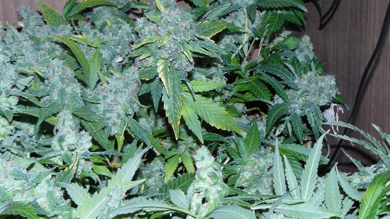 drobes autos etc 21 05 22 031