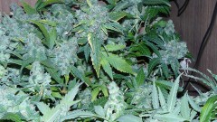 drobes autos etc 21 05 22 031