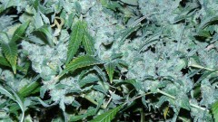 drobes autos etc 21 05 22 034