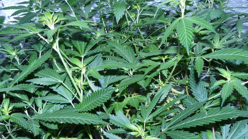 drobes autos etc 21 05 22 047