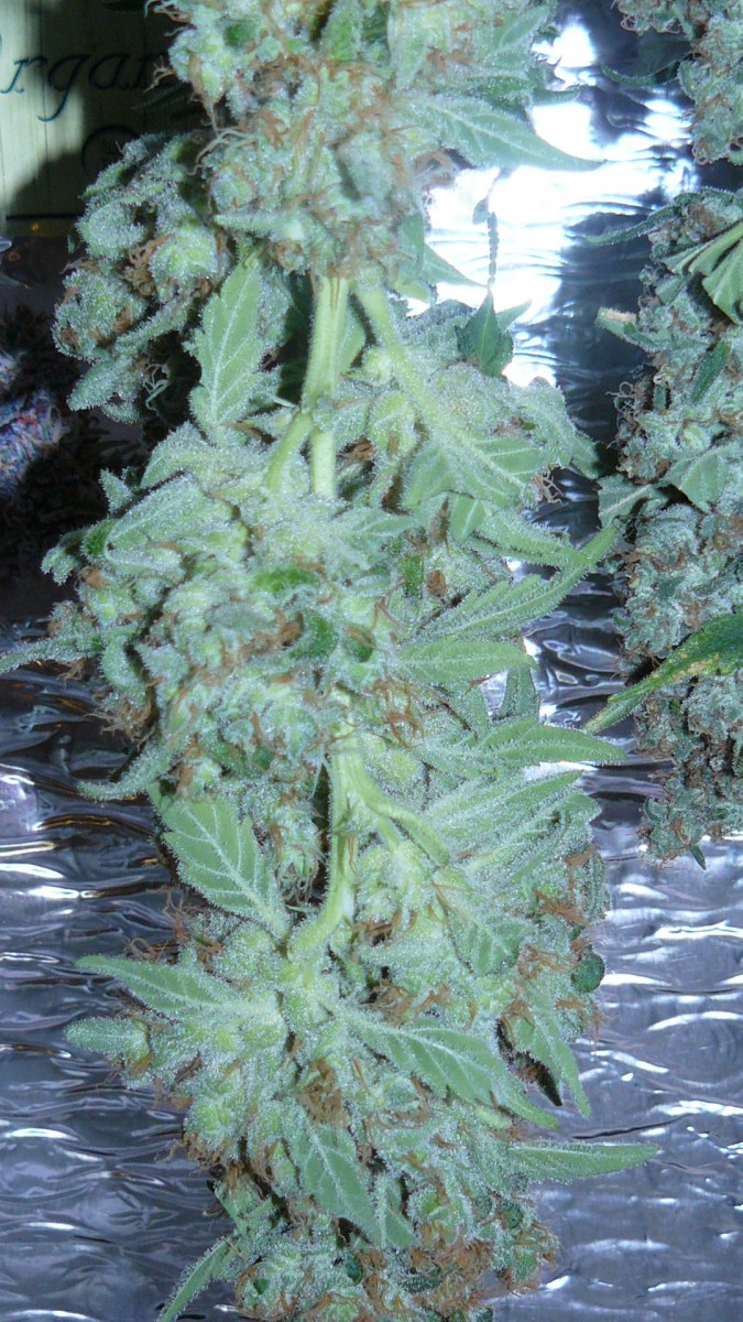 drobes autos etc 21 05 22 056