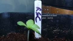 drobes autos etc 21 05 22 060