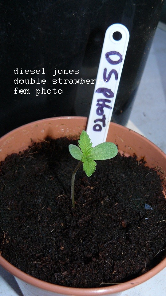 drobes autos etc 21 05 22 064