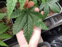 Pheno #3 leaf