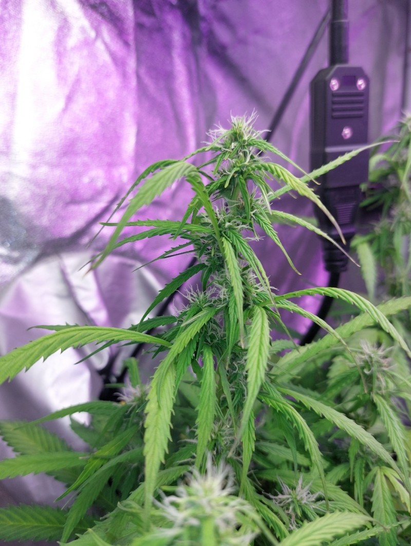 Screenshot_20220523-113711_Gallery