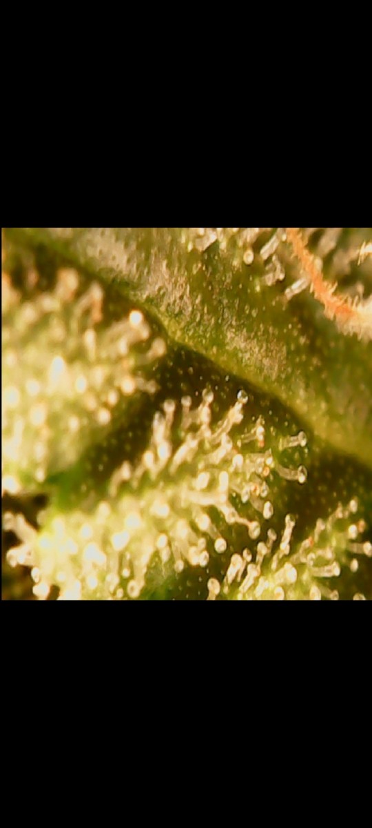 Screenshot_20220524-192418_Gallery