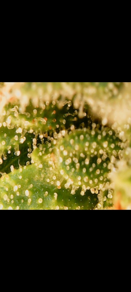 Screenshot_20220524-192508_Gallery