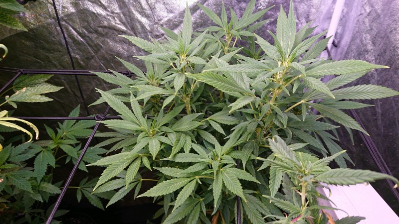 obscura1653483105050