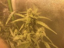 B6191E36-0C3C-4229-9198-FD64B2C04FCC