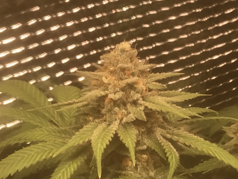 E83C7198-4D91-4E70-BD9C-D6526510D80F