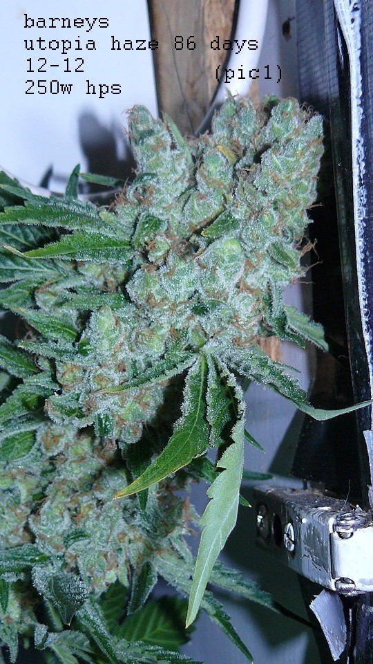 blue gelato utopia haze 001