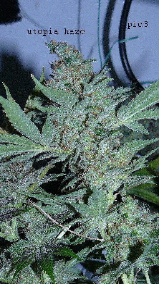 blue gelato utopia haze 003