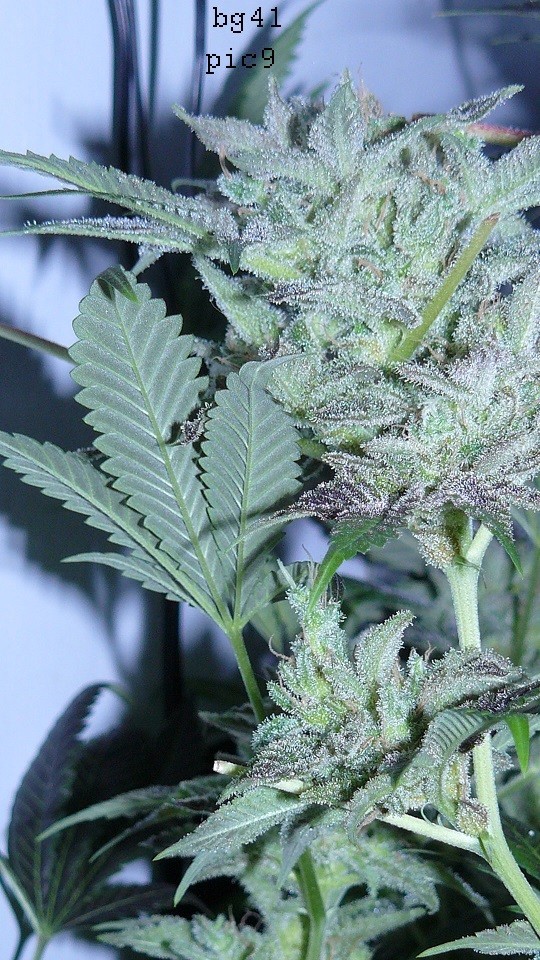 blue gelato utopia haze 016