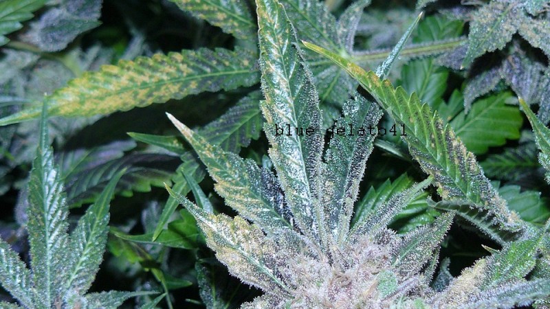 blue gelato utopia haze 025