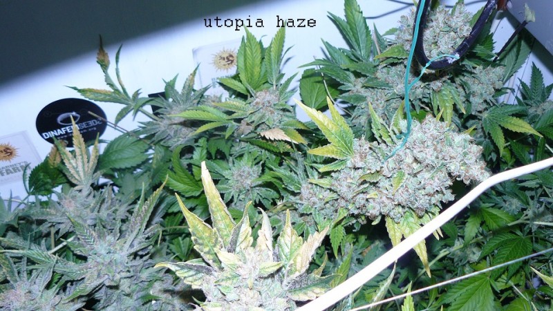 blue gelato utopia haze 028