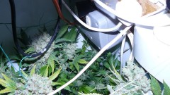 blue gelato utopia haze 029