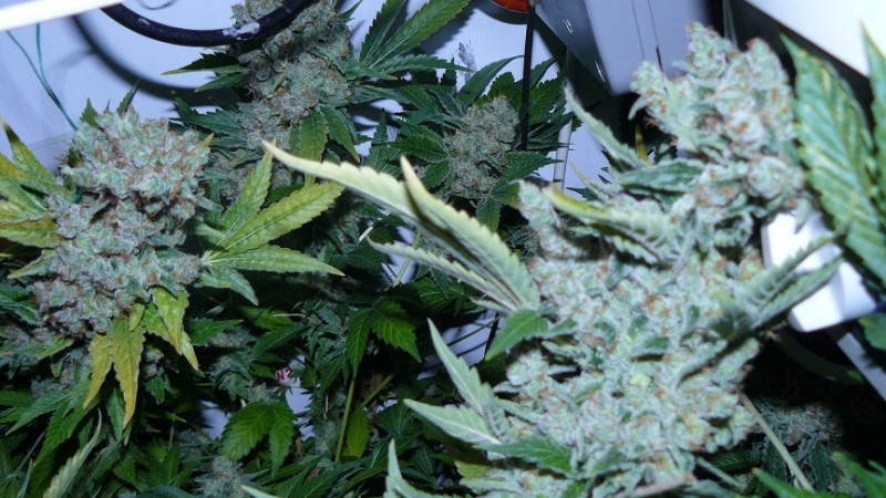 blue gelato utopia haze 030