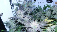 blue gelato utopia haze 033