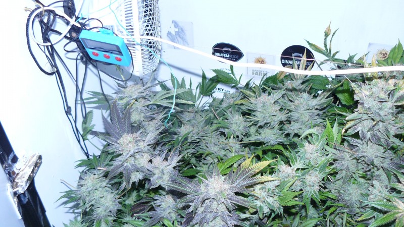 blue gelato utopia haze 035