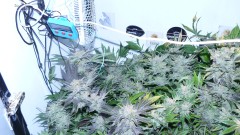 blue gelato utopia haze 035