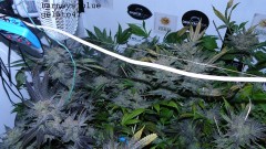 drobe rebuild buds 009