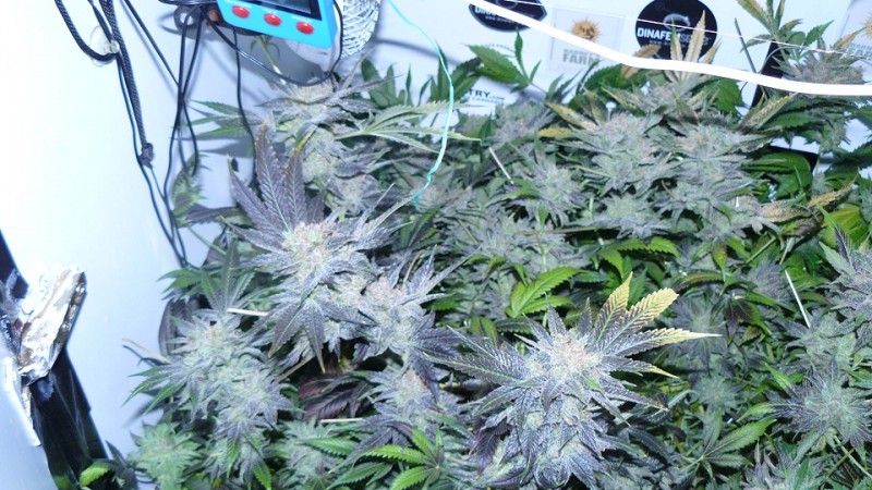 drobe rebuild buds 019