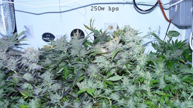 drobe rebuild buds 041